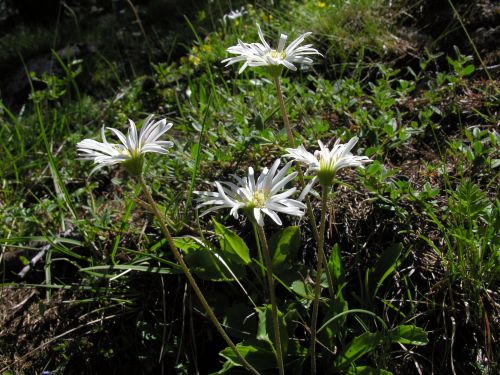 Fleurs