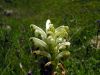 Pedicularis tuberosa