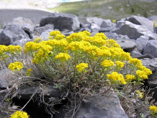 Fleurs