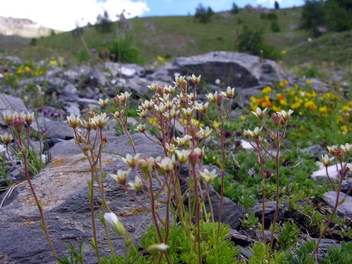 Fleurs