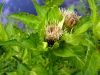 Cirsium oleraceum