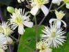 Clematis vitalba