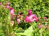 Impatiens glandulifera