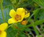 Lysimachia vulgaris