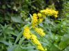 Solidago gigantea