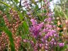 Calluna vulgaris