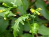 Senecio vulgaris