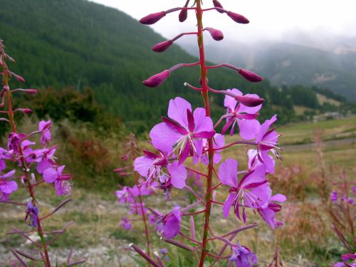 Fleurs