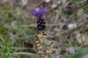 Muscari comosum