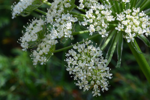 Fleurs