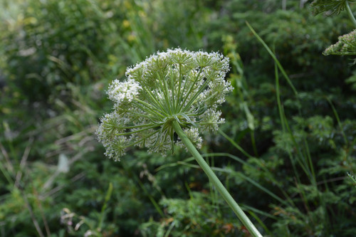 Fleurs