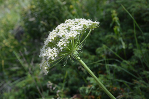 Fleurs