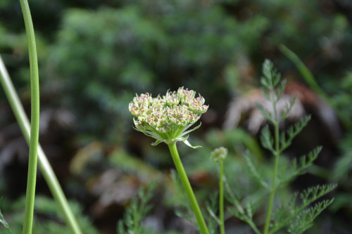 Fleurs