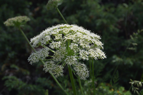 Fleurs