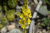 Linaria angustissima