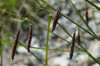 Carex flacca subsp. Claviformis