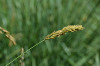 Carex paniculata