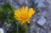 Doronicum clusii