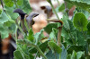 Aristolochia pistolochia