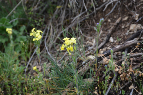 Fleurs