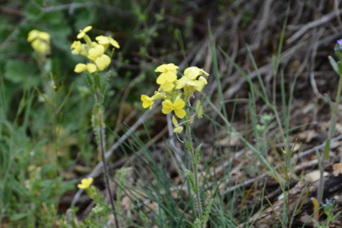 Fleurs