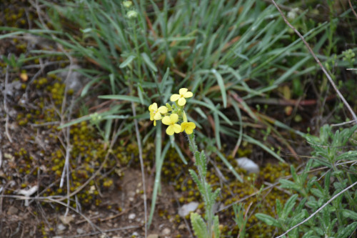 Fleurs