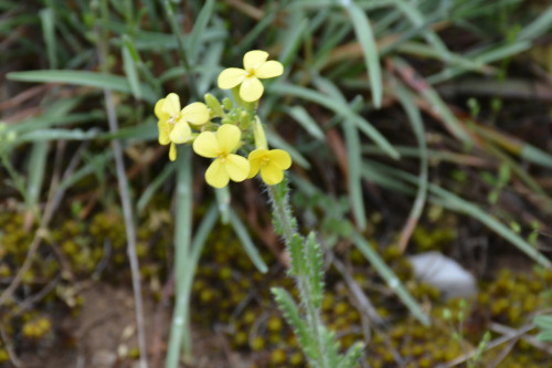 Fleurs