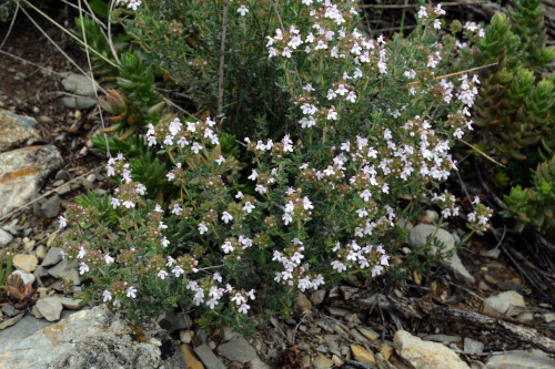 Fleurs