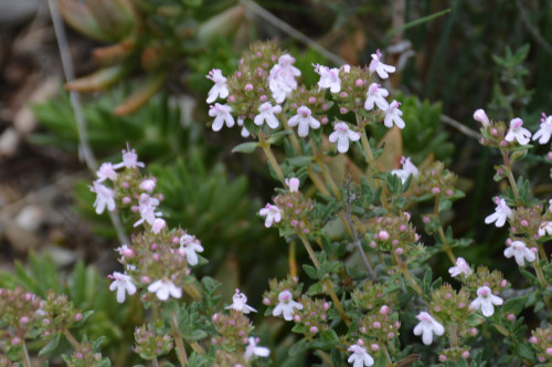 Fleurs