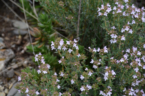 Fleurs