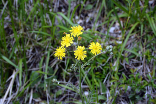 Fleurs