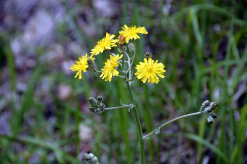 Fleurs