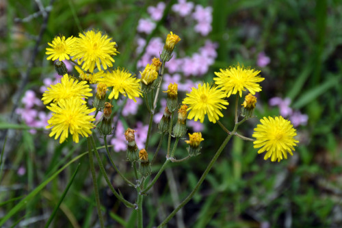 Fleurs