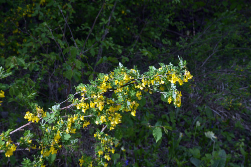 Fleurs