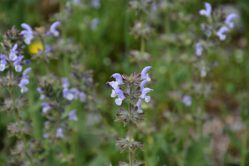 Fleurs