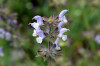 Salvia verbenaca