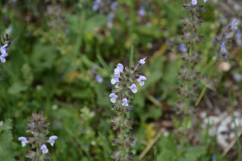 Fleurs