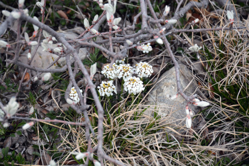 Fleurs