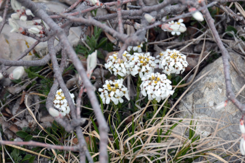 Fleurs