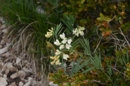 Fleurs