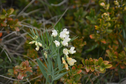 Fleurs