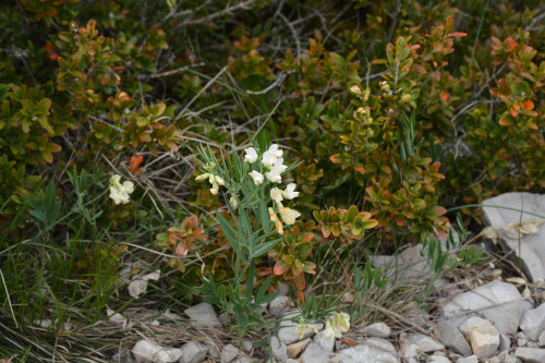 Fleurs