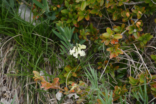 Fleurs