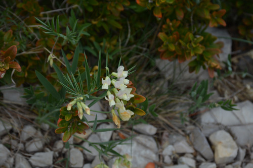 Fleurs