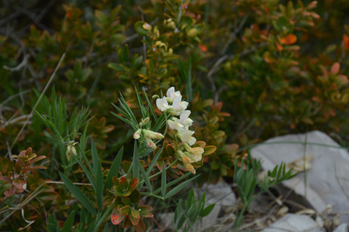 Fleurs