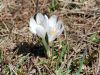 Crocus vernus