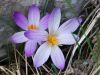 Crocus versicolor