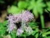 Thalictrum aquilegiifolium