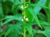 Polygonatum verticillatum