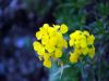 Erysimum ruscinonense